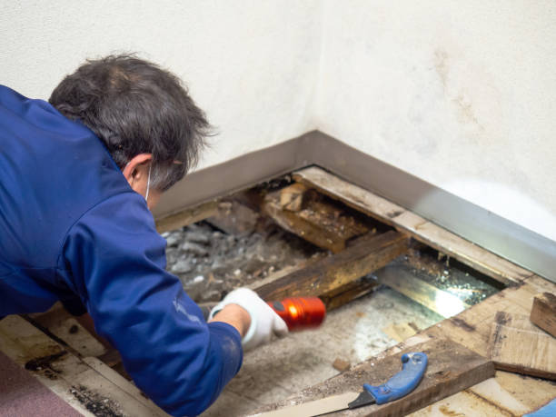 New Bedford, MA Mold Remediation Company