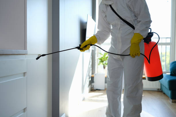 Best Black Mold Remediation in New Bedford, MA