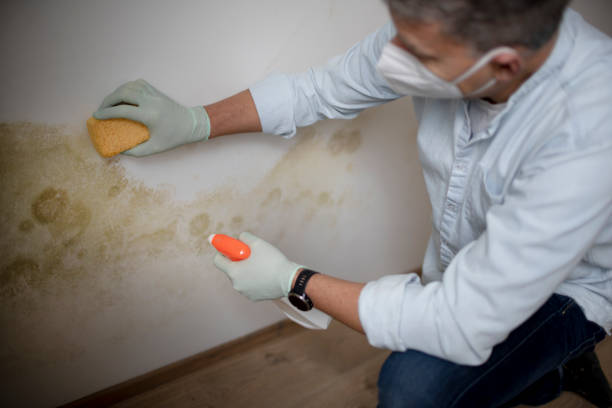 Best Industrial Mold Remediation in New Bedford, MA