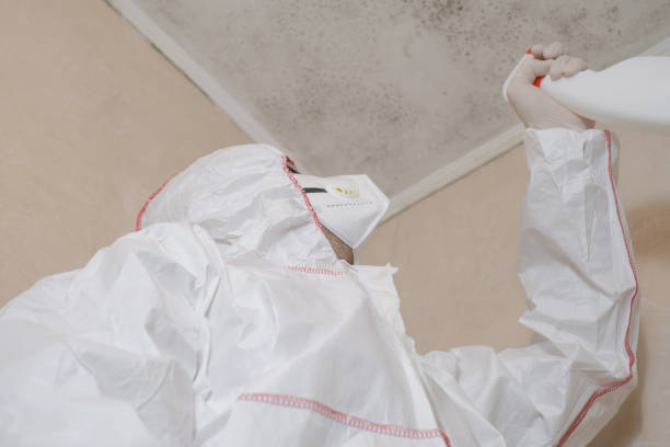 Best Residential Mold Remediation in New Bedford, MA
