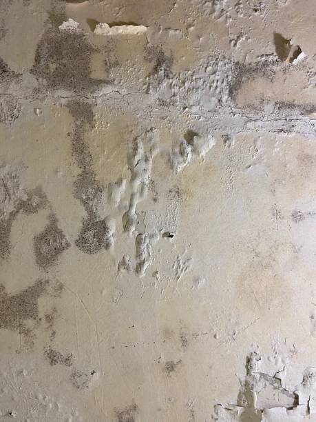 Best Residential Mold Remediation in New Bedford, MA