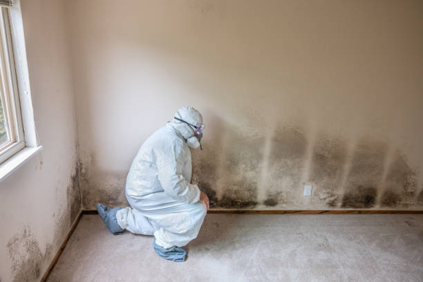 Best Insurance-Related Mold Remediation in New Bedford, MA