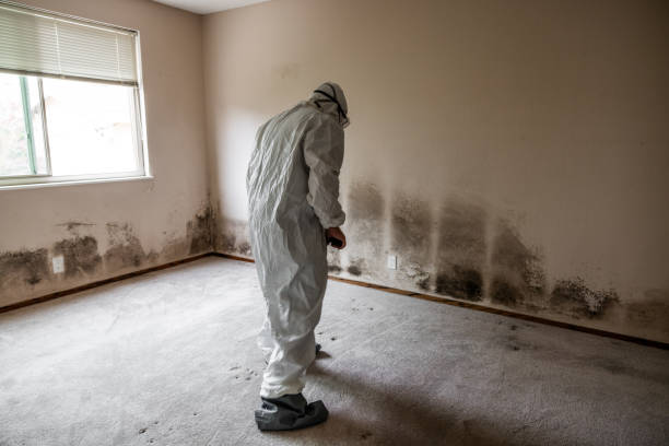 Best Residential Mold Remediation in New Bedford, MA