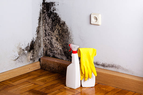 Best Commercial Mold Remediation in New Bedford, MA