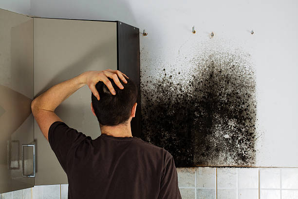 Best Health and Safety Mold Remediation in New Bedford, MA