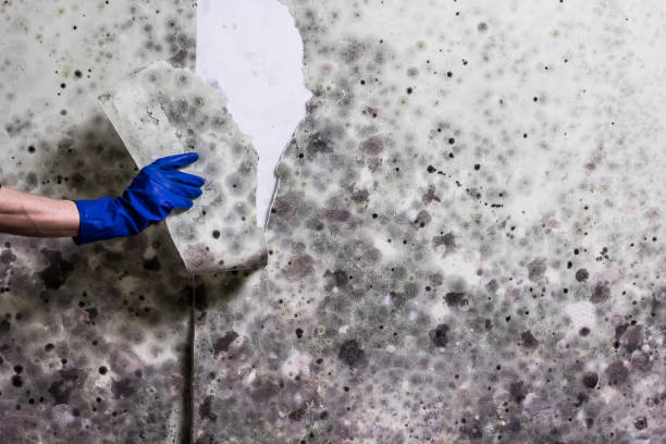 Best Basement Mold Remediation in New Bedford, MA
