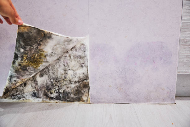 Best Preventive Mold Services in New Bedford, MA